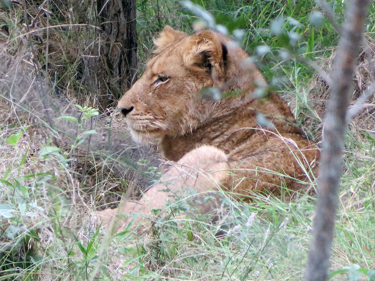Kruger National Park, South Africa